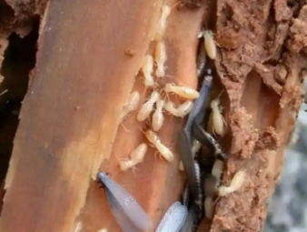 韶关白蚁防治公司分享看懂白蚁标志性蚁路，精准判断虫害轻重程度